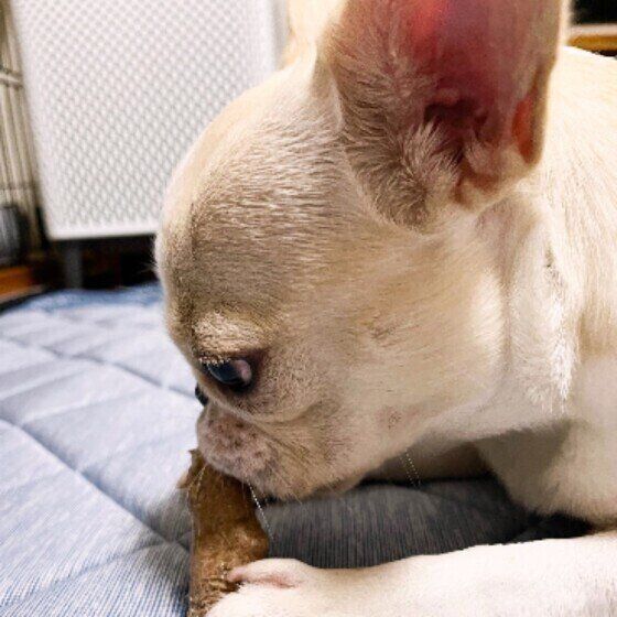 フレンチ・ブルドッグ