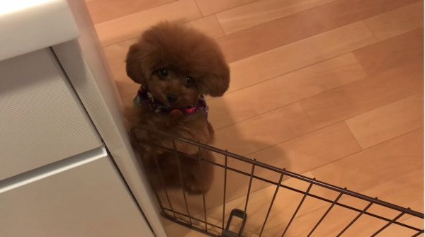 ちょこちょこダンス