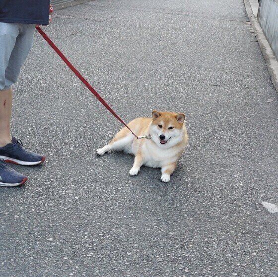 散歩中に座ったり伏せて動かなくなる 犬が 散歩拒否 をする理由 いぬのきもちweb Magazine