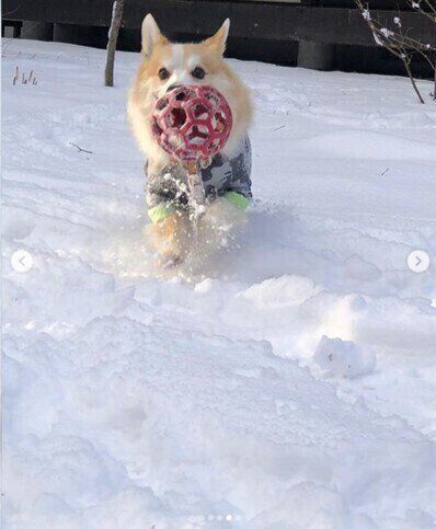 雪の中でおもちゃ遊びをするコーギーの連ちゃん