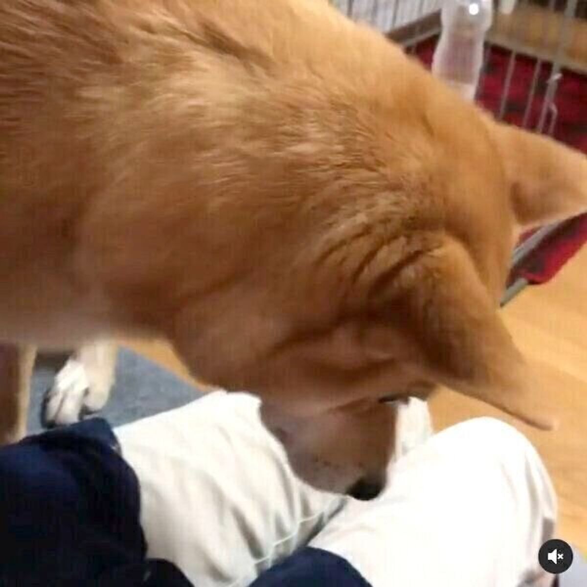 立ち上がろうとする飼い主の邪魔をする犬 妨害方法が反則的な可愛さだった いぬのきもちweb Magazine 立ち上がろうとする飼い主の邪魔をする犬 妨害方法が反則的な可愛さだった いぬのきもちweb Magazine