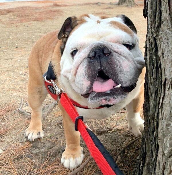 お散歩するぶるおくん