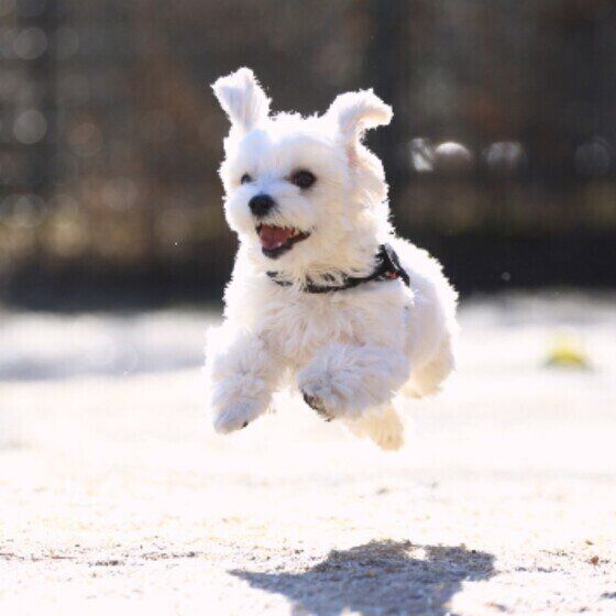 勢いよくジャンプするまるこ