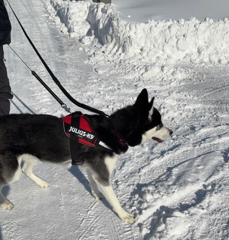 雪の中を散歩するカイくん