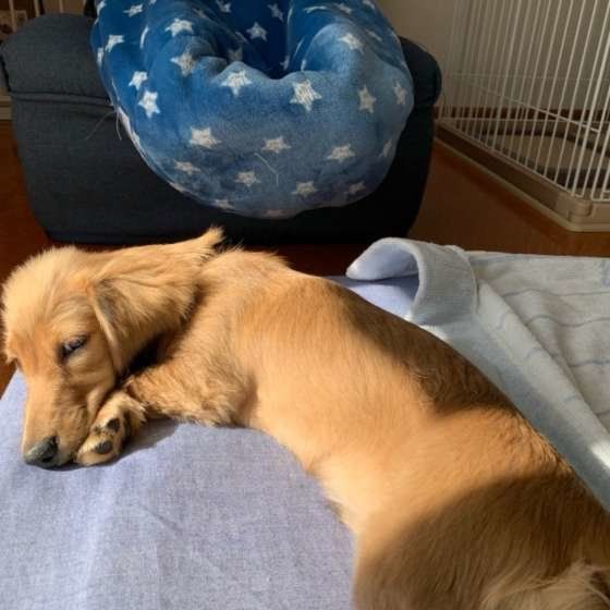 カニーンヘン・ダックスフンド