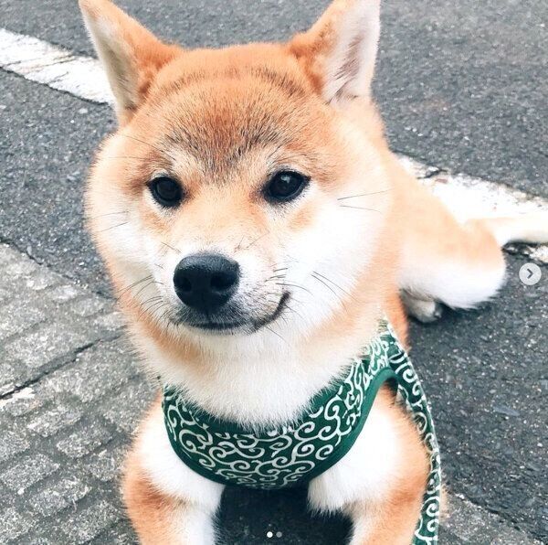 カモメ眉のサスケくん