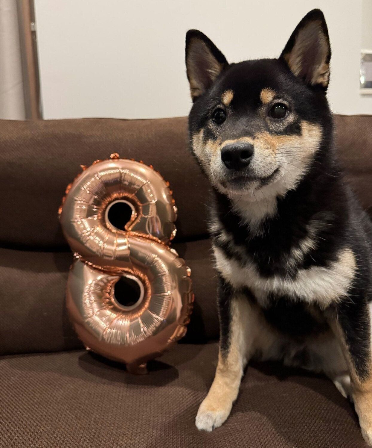 生後8カ月になったおこげくん