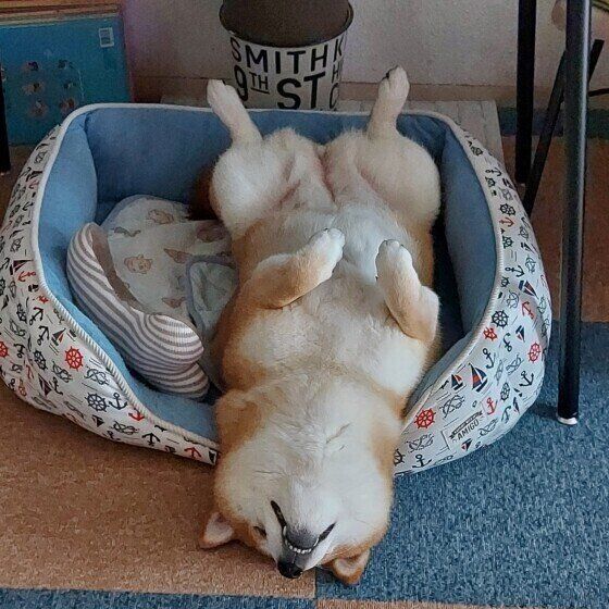 柴のコムギちゃん♪