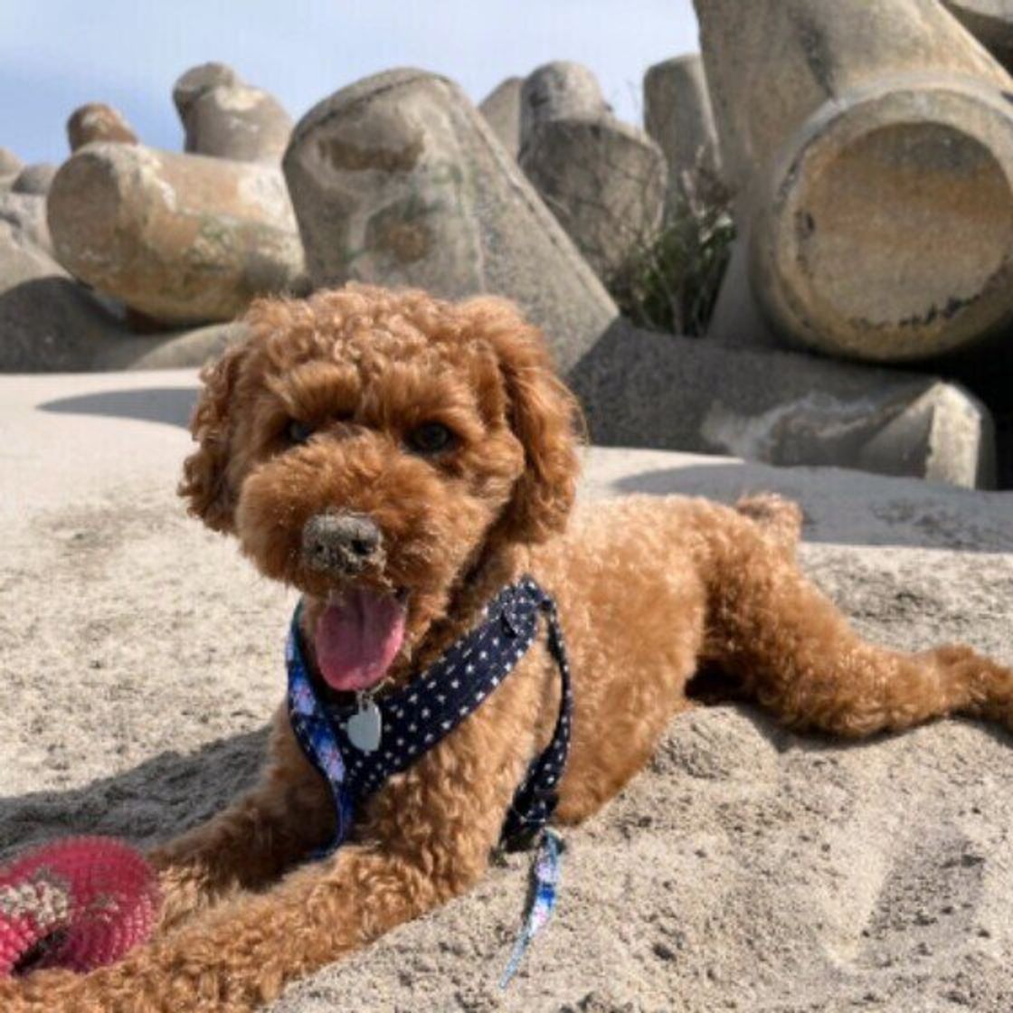 ホリホリしたくなる犬のホンネ とは 土を掘る犬 を調査 獣医師解説 いぬのきもちweb Magazine ホリホリしたくなる犬のホンネ とは 土を掘る犬 を調査 獣医師解説 いぬのきもちweb Magazine