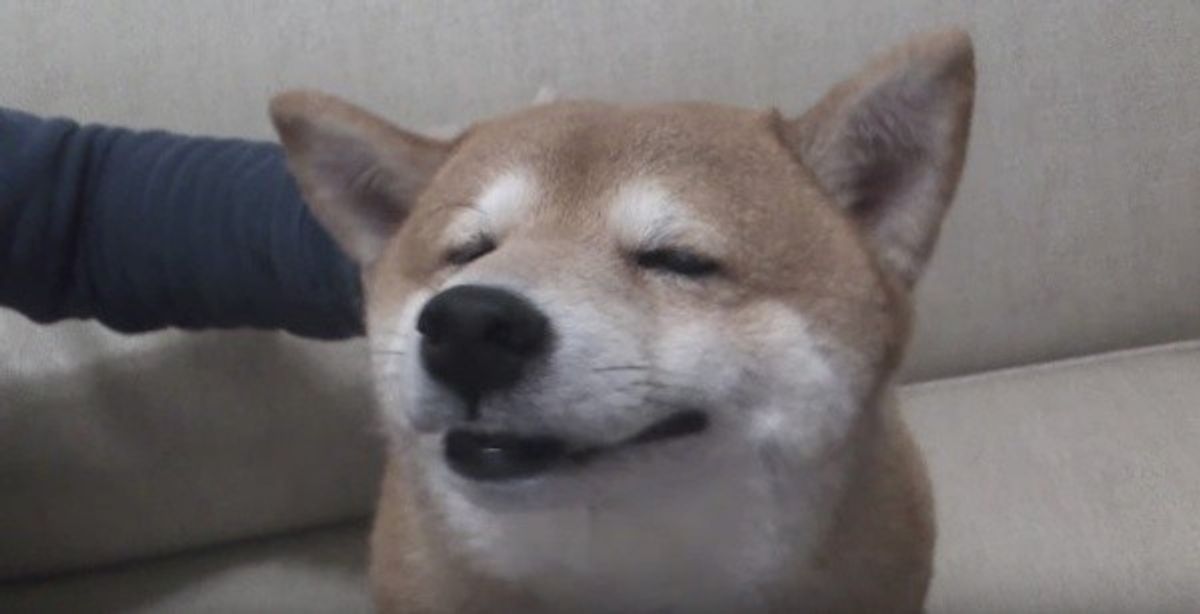 なでられて幸せ とろけそうな表情の柴犬にほっこり D いぬのきもちweb Magazine なでられて幸せ とろけそうな表情の柴犬にほっこり D いぬのきもちweb Magazine