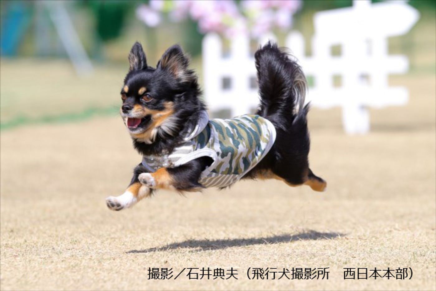 大人気の 飛行犬 誕生して大人気になるまで いぬのきもちweb Magazine 大人気の 飛行犬 誕生して大人気になるまで いぬのきもちweb Magazine