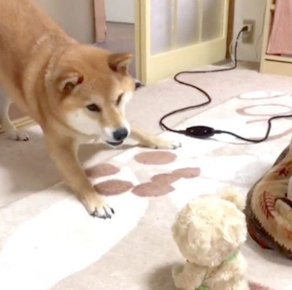 喋るぬいぐるみを見てテンパる柴犬
