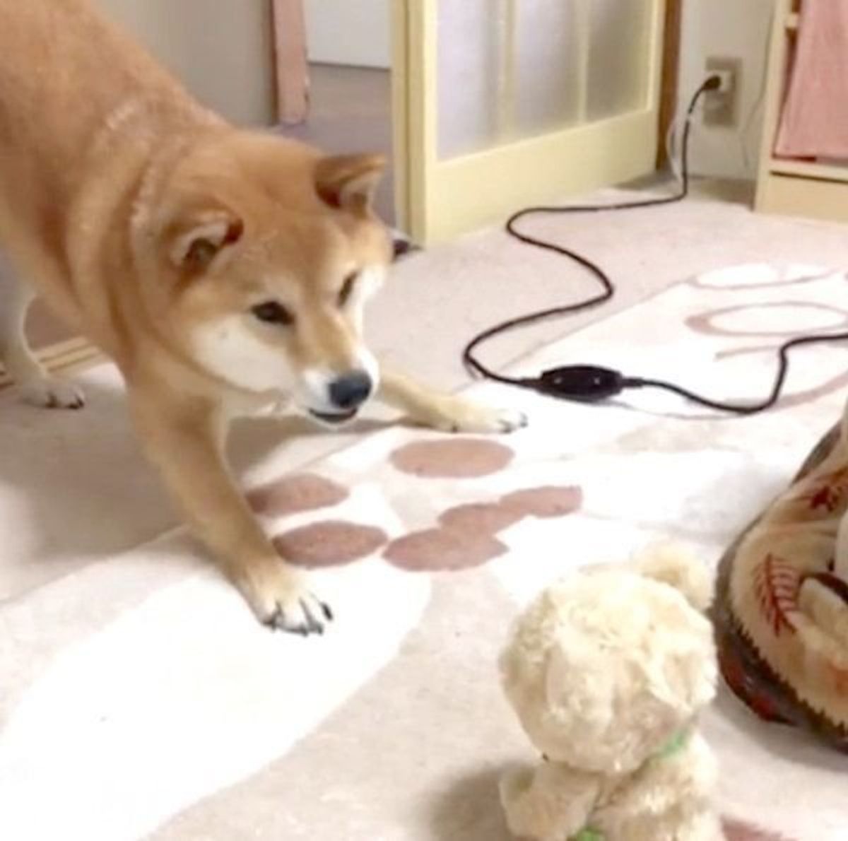 喋るぬいぐるみを置いてみたら ワンコがテンパる いぬのきもちweb Magazine 喋るぬいぐるみを置いてみたら ワンコがテンパる いぬのきもちweb Magazine