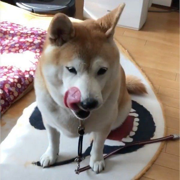 怒ってイーとなっちゃうこなつちゃん