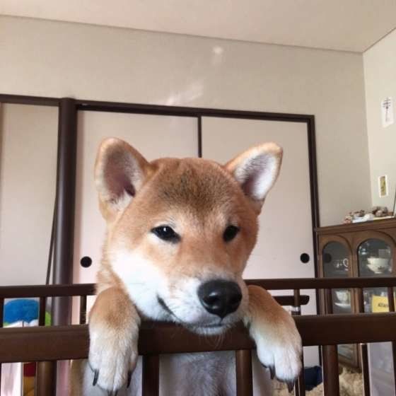 犬の困った行動 飼い主が頑張ったしつけが間違っていたのかも いぬのきもちweb Magazine