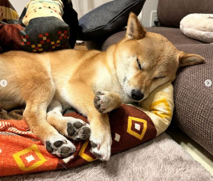 眠る富くん