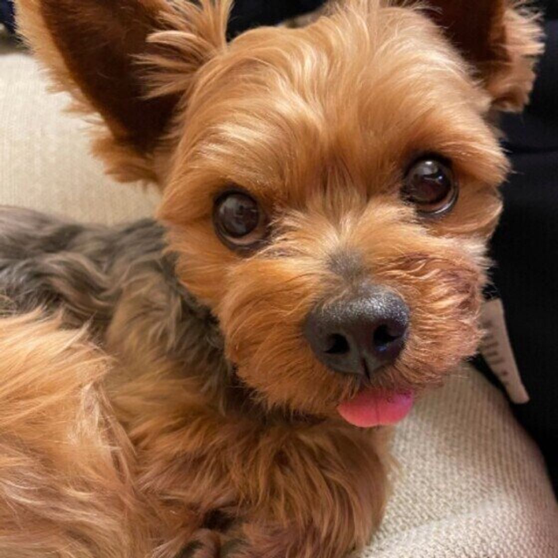 犬はどんな味をおいしいと感じる 味覚について獣医師に聞いてみた いぬのきもちweb Magazine 犬はどんな味をおいしいと感じる 味覚について獣医師に聞いてみた いぬのきもちweb Magazine