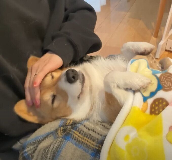 飼い主さんのひざの上で寝る犬