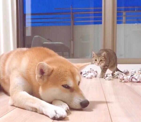 Mugiくんに狙われるHaluくん