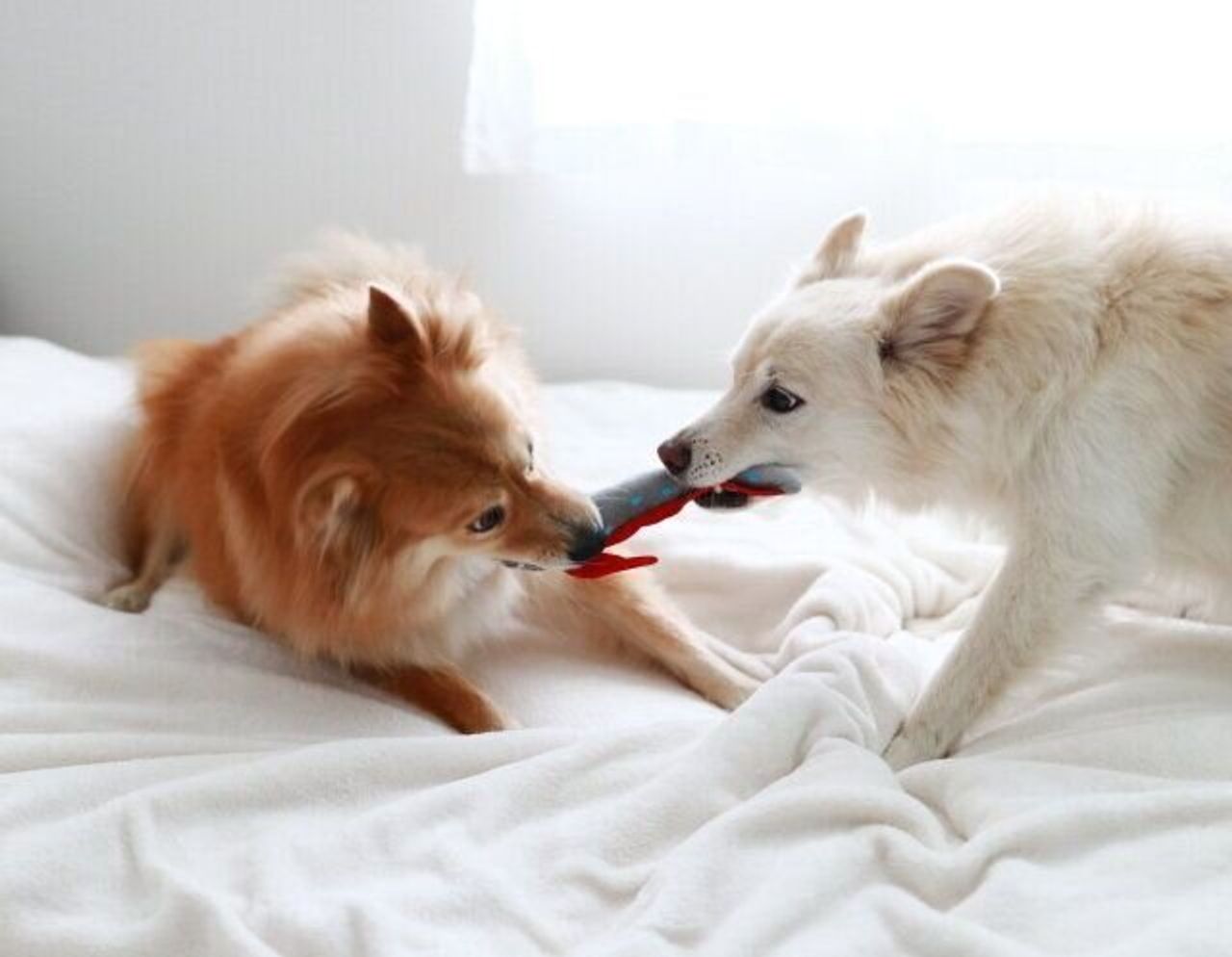 犬の方が懐が深い 穴澤賢の犬のはなし いぬのきもちweb Magazine 犬の方が懐が深い 穴澤賢の犬のはなし いぬのきもちweb Magazine