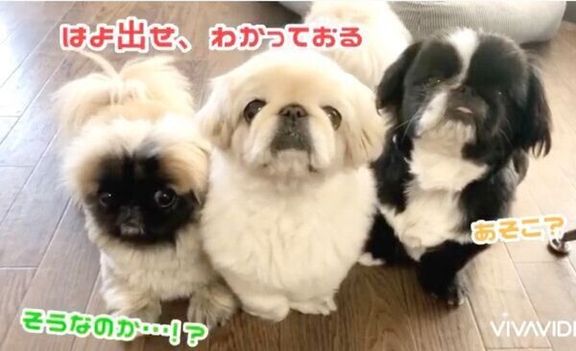 飼い主さんに圧をかける腹ペコギャング