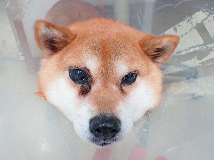 犬の目ヤニの増加