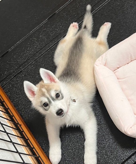 「ふんわりした感じでかわいい」子犬時代のゆきちゃん