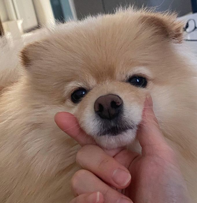 「バブみ」がスゴいぱっちゃん