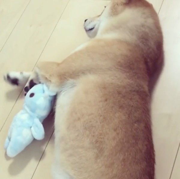 ぬいぐるみと添い寝する柴犬