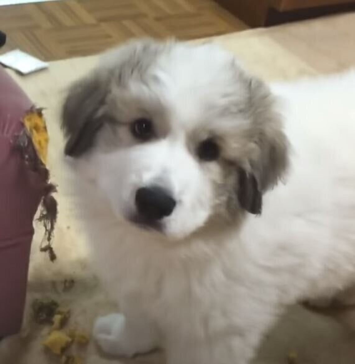 いたずらもいっぱいしたよね 子犬時代からやんちゃな大型犬のおちゃめな いたずら成長記録 いぬのきもちweb Magazine いたずらもいっぱいしたよね 子犬時代からやんちゃな大型犬のおちゃめな いたずら成長記録 いぬのきもちweb Magazine