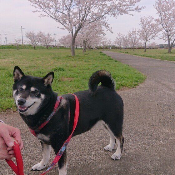散歩するモモちゃん（柴）