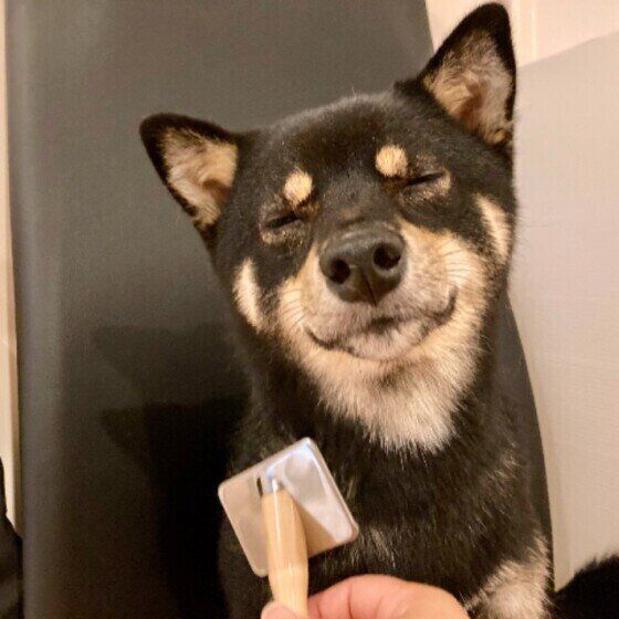 柴犬のくぅちゃん