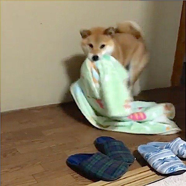 布団を持ってきてくれる柴犬