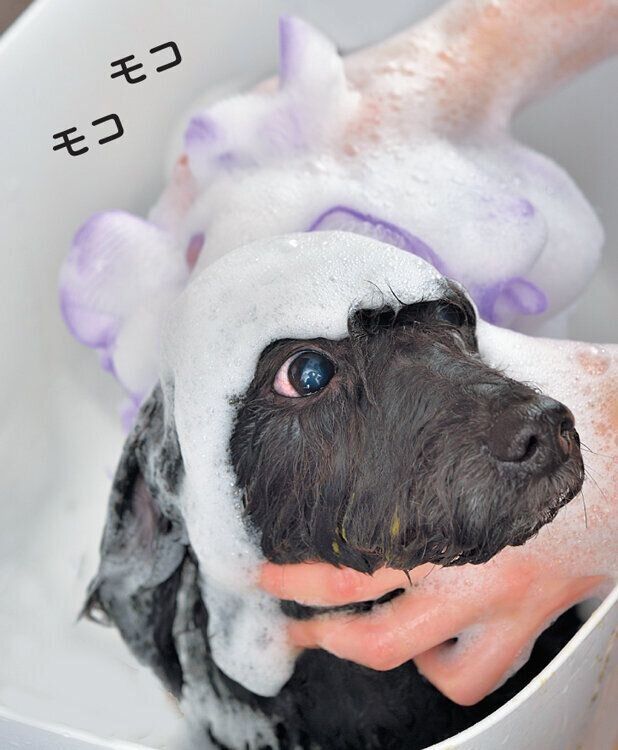 シャンプーされる犬