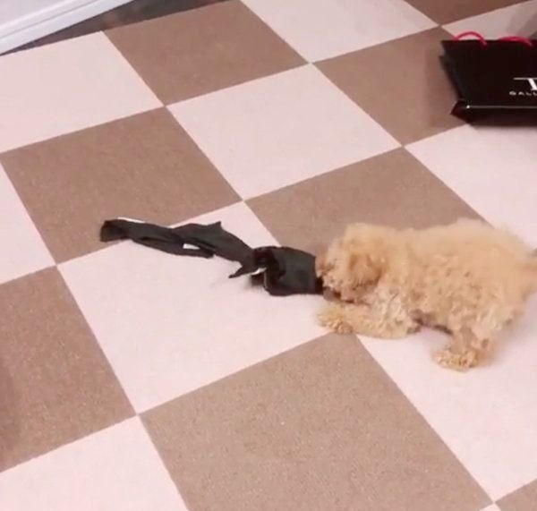 マジックテープで綱引きをするティーカップ・プードル