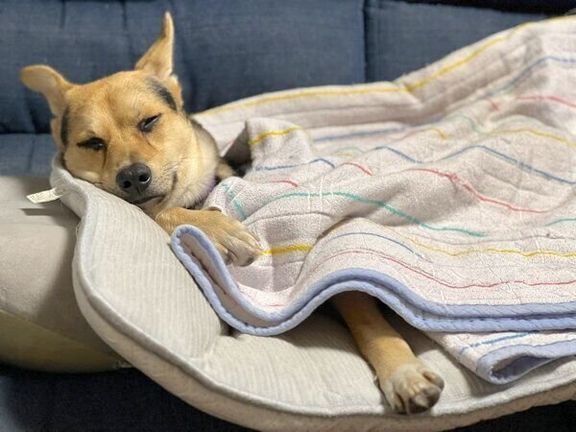 眠るこのちゃん