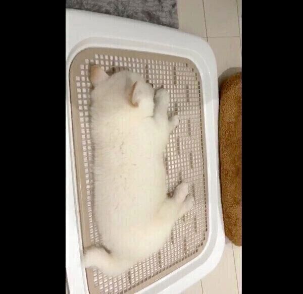 トイレの上で寝るおこめくん