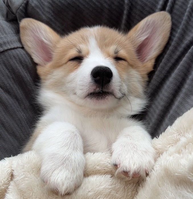 生後2カ月のころに撮影したまるちゃん