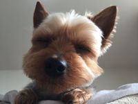 ひじきちゃん/ヨークシャテリア