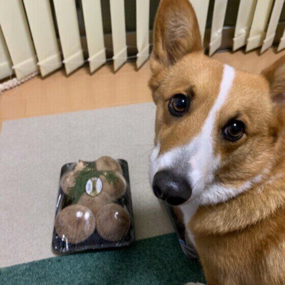 床に置いてあるしいたけのパックの横で振り返って飼い主を見るウェルシュ・コーギー・ペンブローク