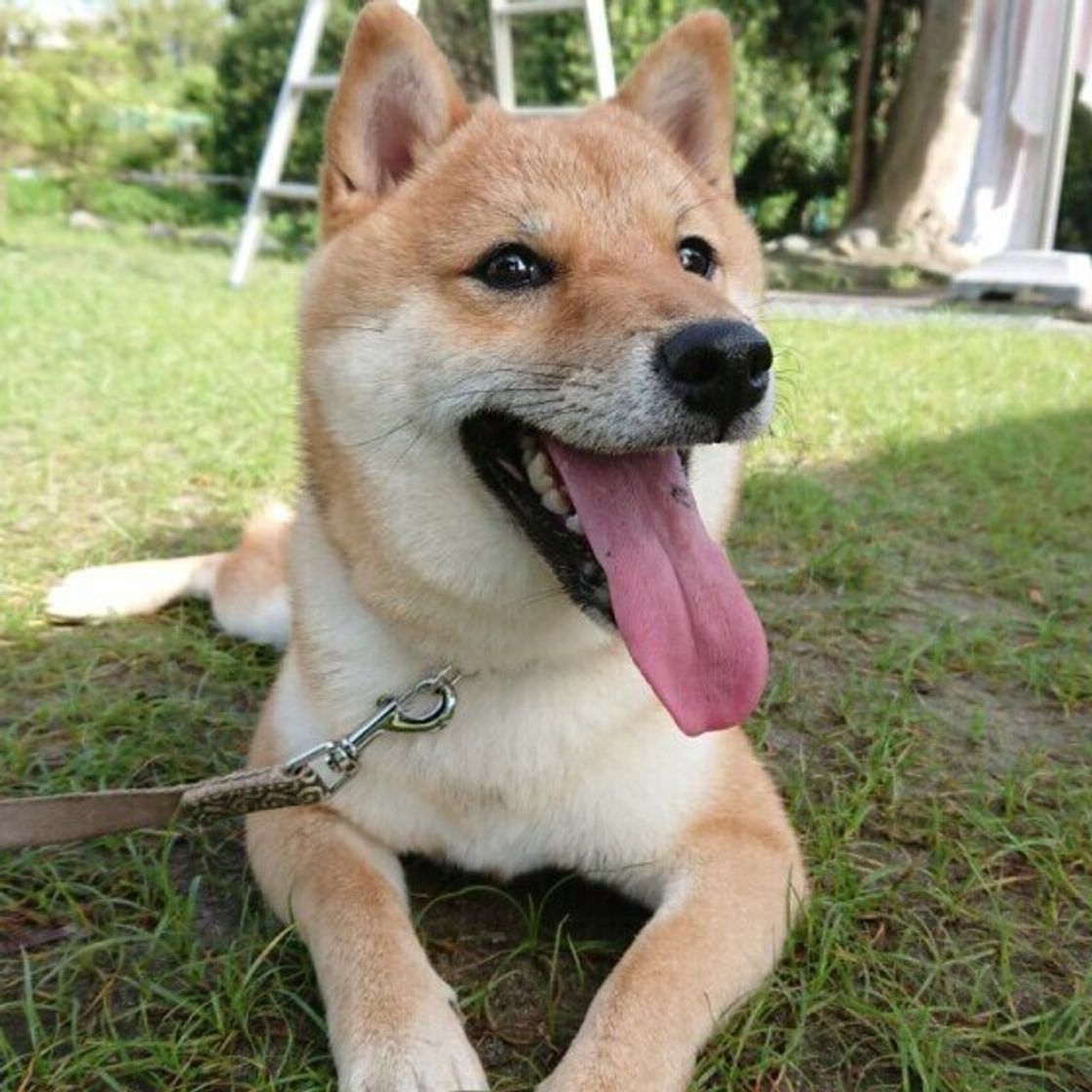 遊びが好きな犬 遊びに興味を示さない犬 に見られる傾向は 獣医師が解説 いぬのきもちweb Magazine 遊びが好きな犬 遊びに興味を示さない犬 に見られる傾向は 獣医師が解説 いぬのきもちweb Magazine