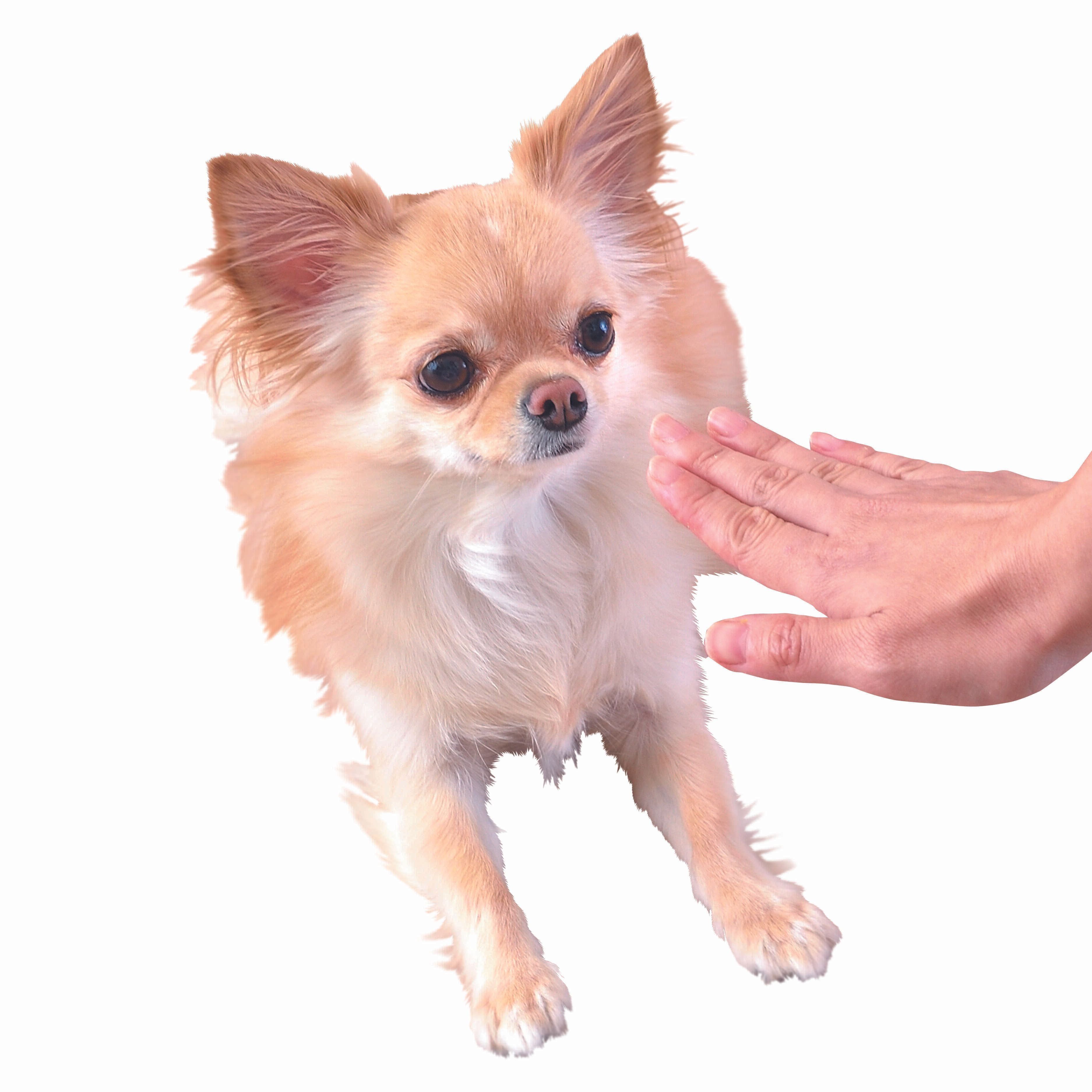 しつけは長い目で見て根気よく