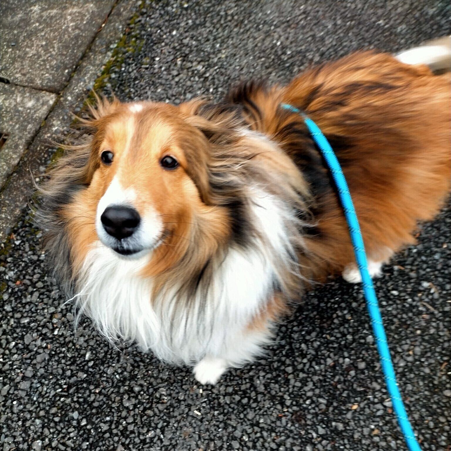 お散歩中の様子　穏やかな表情に見ているだけで癒やされる