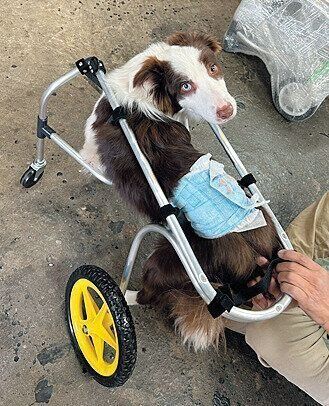 写真は最初にオーダーした車椅子。1カ月間使い倒して現在修理中。2台目の車椅子の試作も行っています