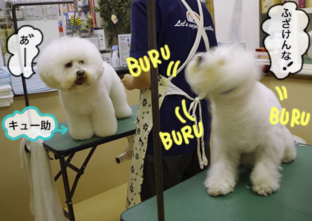 マルモ悲痛 大切に育てた毛がなくなった マシューとマルモともだち100わんできるかな いぬのきもちweb Magazine マルモ悲痛 大切に育てた毛がなくなった マシューとマルモともだち100わんできるかな いぬのきもちweb Magazine