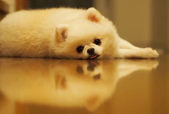 カメラ目線のララちゃん