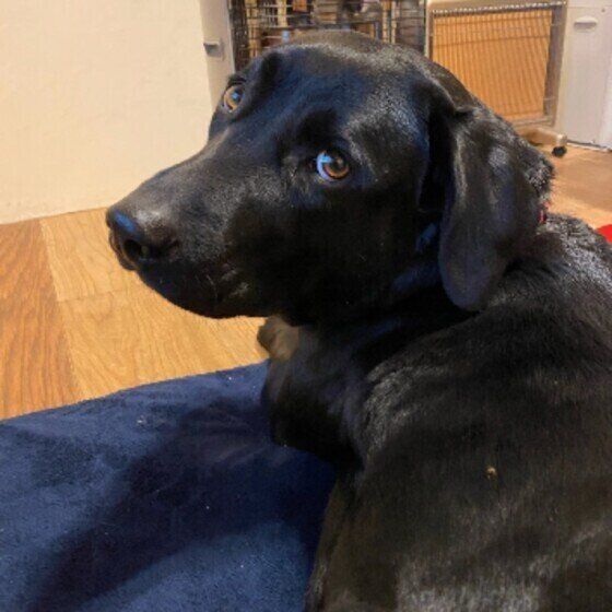 獣医師監修 犬にブルーベリーを与えるときは注意が必要 与えるメリットとデメリットを解説 いぬのきもちweb Magazine