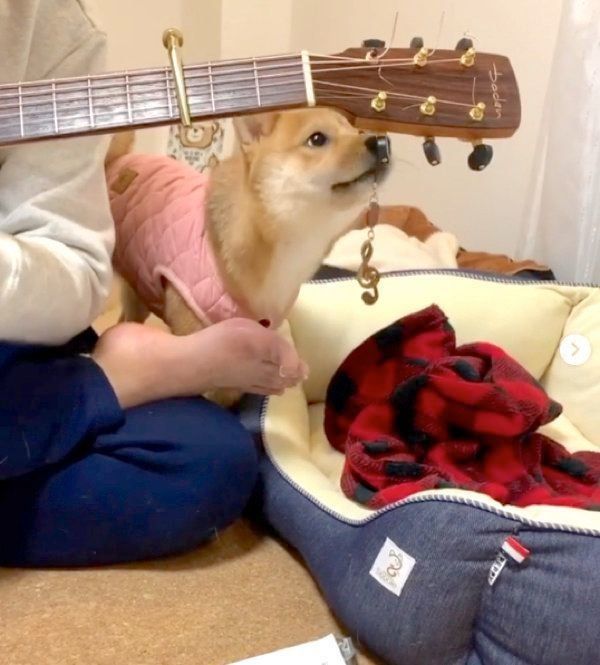 ギターを弾いているパパの邪魔をする福ちゃん