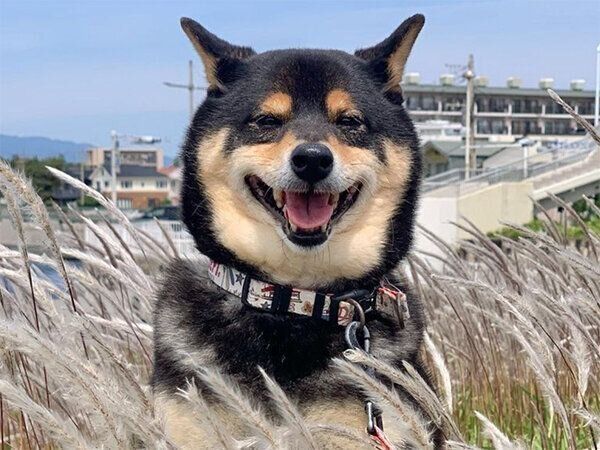 笑顔のさくくん