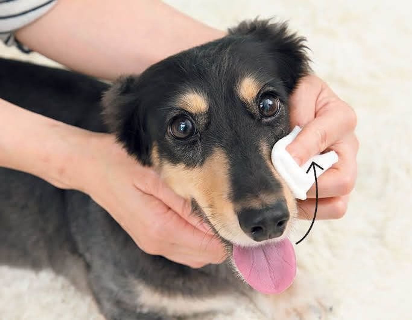 左右別々がコツ 犬の口のまわりのお手入れ方法とは いぬのきもちweb Magazine 左右別々がコツ 犬の口のまわりのお手入れ方法とは いぬのきもちweb Magazine